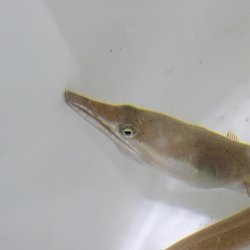 画像2: 《近海産海水魚》ダイナンウミヘビ(Sサイズ)…ハンドコート採取