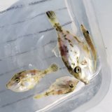 《近海産海水魚》キビレカワハギ　幼魚…当店ハンドコート採取