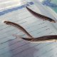 《近海産海水魚》【珍】ヒメタカサゴ…ハンドコート採取