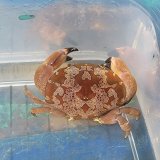 《近海産甲殻類》スベスベマンジュウガニ(画像の個体です)…