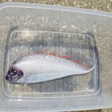 《近海産深海魚》【激レア】冷凍フリソデウオ（画像の個体です）‥約15センチ±