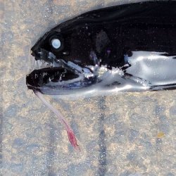 画像1: 《外洋性深海魚》クロトカゲギスの仲間（画像の個体です）8センチ±…冷凍個体
