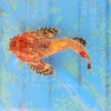 《近海産海水魚》☆☆激レアサイズのダルマオコゼ幼魚(画像の美色個体です)…熊野灘産ハンドコート採取