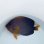 画像5: 《近海産海水魚》☆★☆キンチャクダイのブルーラインが多いタイプ（激美個体）…GWセール商品