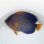 画像2: 《近海産海水魚》☆★☆キンチャクダイのブルーラインが多いタイプ（激美個体）…GWセール商品