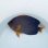 画像6: 《近海産海水魚》☆★☆キンチャクダイのブルーラインが多いタイプ（激美個体）…GWセール商品