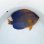 画像4: 《近海産海水魚》☆★☆キンチャクダイのブルーラインが多いタイプ（激美個体）…GWセール商品