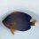 画像1: 《近海産海水魚》☆★☆キンチャクダイのブルーラインが多いタイプ（激美個体）…GWセール商品 (1)