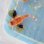 画像3: 《近海産海水魚》【レアサイズ】トゲカナガシラ（画像の個体です）…鰭のスレは徐々に治ります！ハンドコート採取 (3)