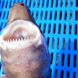 《外洋性深海魚》冷凍ダルマザメ（35センチ前後）…画像の個体です