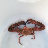《近海産甲殻類》ツノダシヒシガニ（画像の個体です）…