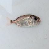《近海産海水魚》【激レアサイズ】ハシキンメ　幼魚　2匹セット