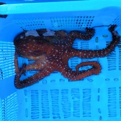 画像2: 《近海産甲殻類》サメハダテナガダコ(MLサイズ)…ハンドコート採取