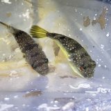 《近海産海水魚》コモンフグ 幼魚…当店ハンドコート採取