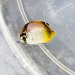 画像3: 《近海産海水魚》トゲチョウチョウウオ幼魚（1匹）…当店ハンドコート採取