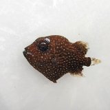 《近海産海水魚》アミモンガラ幼魚…当店ハンドコート採取