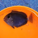 《近海産海水魚》ヒラニザ幼魚(珍サイズ)…当店ハンドコート採取