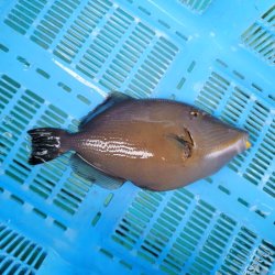 画像4: 《近海産海水魚》メガネハギ（Lサイズ）・・・熊野灘近海採取☆★サマーセール対象商品でおススメです