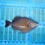 《近海産海水魚》メガネハギ（Lサイズ）・・・熊野灘近海採取☆★サマーセール対象商品でおススメです