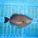 画像1: 《近海産海水魚》メガネハギ（Lサイズ）・・・熊野灘近海採取☆★サマーセール対象商品でおススメです (1)
