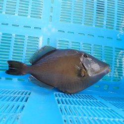 画像2: 《近海産海水魚》メガネハギ（Lサイズ）・・・熊野灘近海採取☆★サマーセール対象商品でおススメです