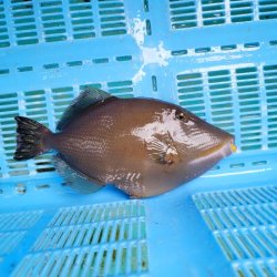 画像3: 《近海産海水魚》メガネハギ（Lサイズ）・・・熊野灘近海採取☆★サマーセール対象商品でおススメです