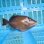画像3: 《近海産海水魚》メガネハギ（Lサイズ）・・・熊野灘近海採取☆★サマーセール対象商品でおススメです (3)