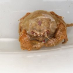 画像2: 《近海産甲殻類》カイカムリ（S）…