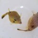 《近海産海水魚》ハコフグ（SSサイズ）1匹…ハンドコート採取