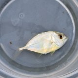 《近海産海水魚》ギンガメアジ属の幼魚…当店ハンドコート採取