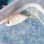 画像2: 《近海産海水魚》ロウニンアジ　幼魚(1匹)・・当店ハンドコート採取★☆激レアサイズでおススメです！ (2)