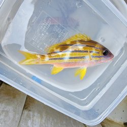 画像1: 《近海産海水魚》ヨスジフエダイ　Sサイズ…ハンドコート採取