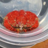 《近海産甲殻類》コブカラッパ（画像の個体です） …赤が非常に強く出ている個体です！