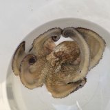 《近海産甲殻類》ワモンダコ…ハンドコート採取