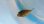 画像1: 《近海産海水魚》モヨウフグ属（ワモンフグ？）の幼魚…当店ハンドコート採取 (1)