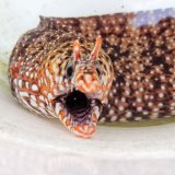 《近海産海水魚》☆★トラウツボ(Mサイズのフリー個体)1本…延縄（1本釣り漁）採取個体
