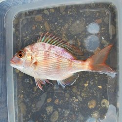 画像6: 《近海産海水魚》☆★天然物★☆激美マダイ（画像の個体です）…ハンドコート採取