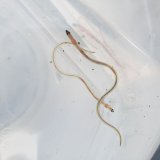《近海産海水魚》ウミヘビ科（ホタテウミヘビ？）の幼魚（1匹）…当店ハンドコート採取