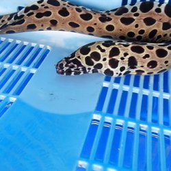 画像3: 《近海産海水魚》☆熊野灘産☆ニセゴイシウツボ（画像の個体です）…ハンドコート採取‥スーパーセール中！！