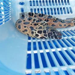 画像16: 《近海産海水魚》☆熊野灘産☆ニセゴイシウツボ（画像の個体です）…ハンドコート採取‥スーパーセール中！！