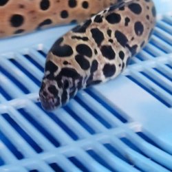 画像10: 《近海産海水魚》☆熊野灘産☆ニセゴイシウツボ（画像の個体です）…ハンドコート採取‥スーパーセール中！！