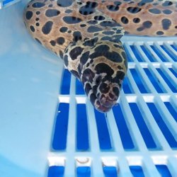 画像7: 《近海産海水魚》☆熊野灘産☆ニセゴイシウツボ（画像の個体です）…ハンドコート採取‥スーパーセール中！！