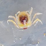 《近海産甲殻類》カニ(種不明)のメガロパ幼生…当店ハンドコート採取