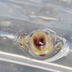 画像3: 《近海産甲殻類》カニ(種不明)のメガロパ幼生…当店ハンドコート採取