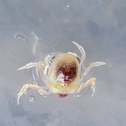 画像2: 《近海産甲殻類》カニ(種不明)のメガロパ幼生…当店ハンドコート採取