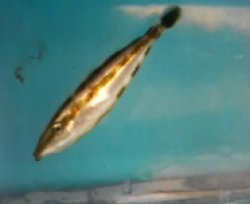 画像1: 《近海産海水魚》【珍】ハナツノハギ…ハンドコート採取