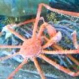 《近海産甲殻類》オオヒラアシクモガニ‥激レア種