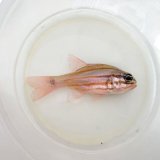 《近海産海水魚》オオスジイシモチ…ハンドコート採取