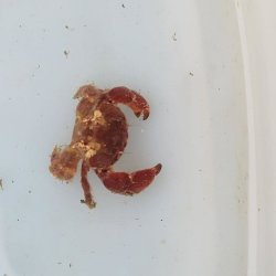 画像2: 《近海産甲殻類》オウギガニ科の1種(画像の個体です)…ハンドコート採取