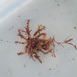 画像1: 《近海産甲殻類》カイメンガニ（フリー個体）